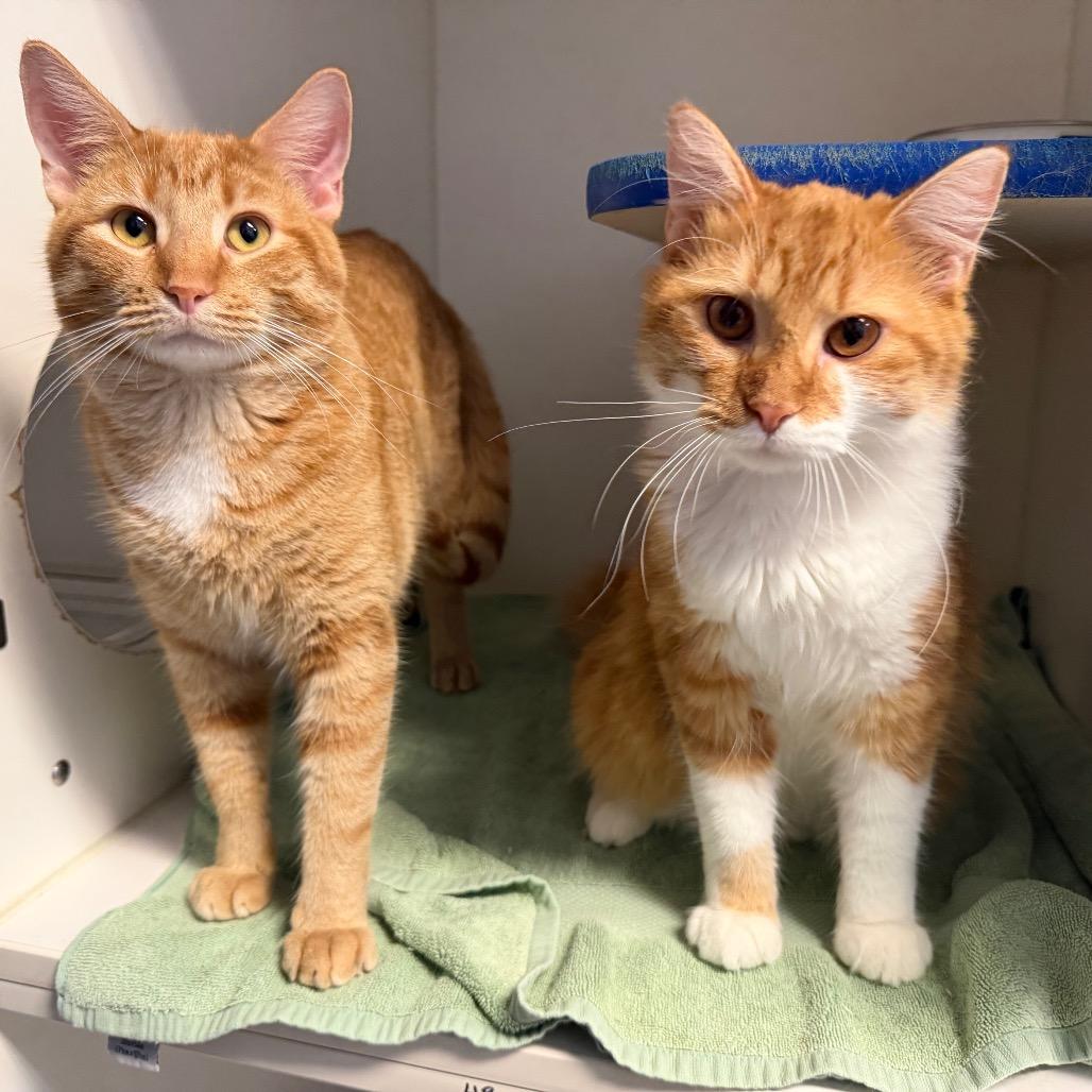 Edmund and Aslan, a Adoptable Domestic Medium Hair in Clinton, IL image 1/3