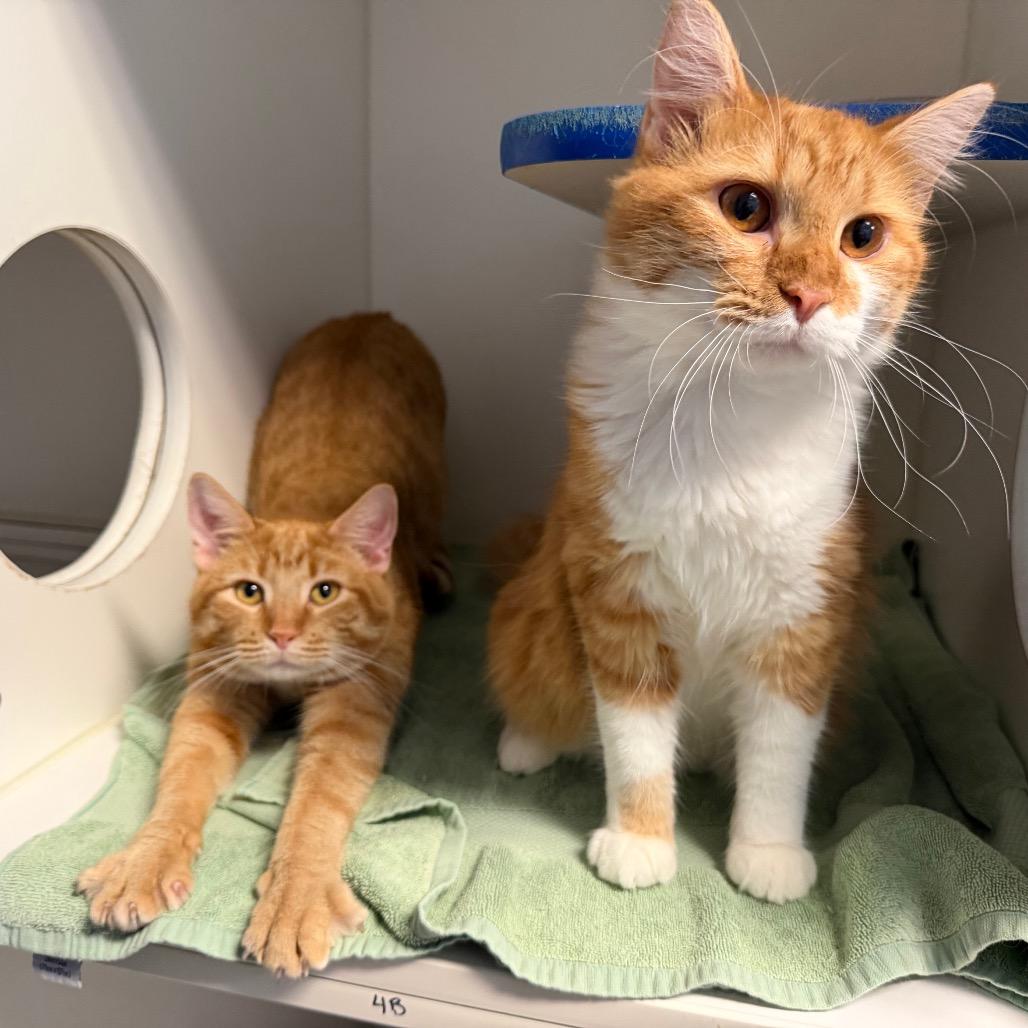 Edmund and Aslan, a Adoptable Domestic Medium Hair in Clinton, IL image 2/3