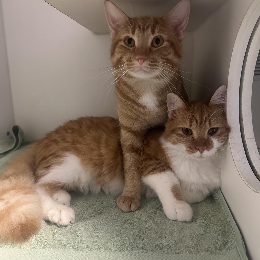 Edmund and Aslan, a Adoptable Domestic Medium Hair in Clinton, IL image 3/3