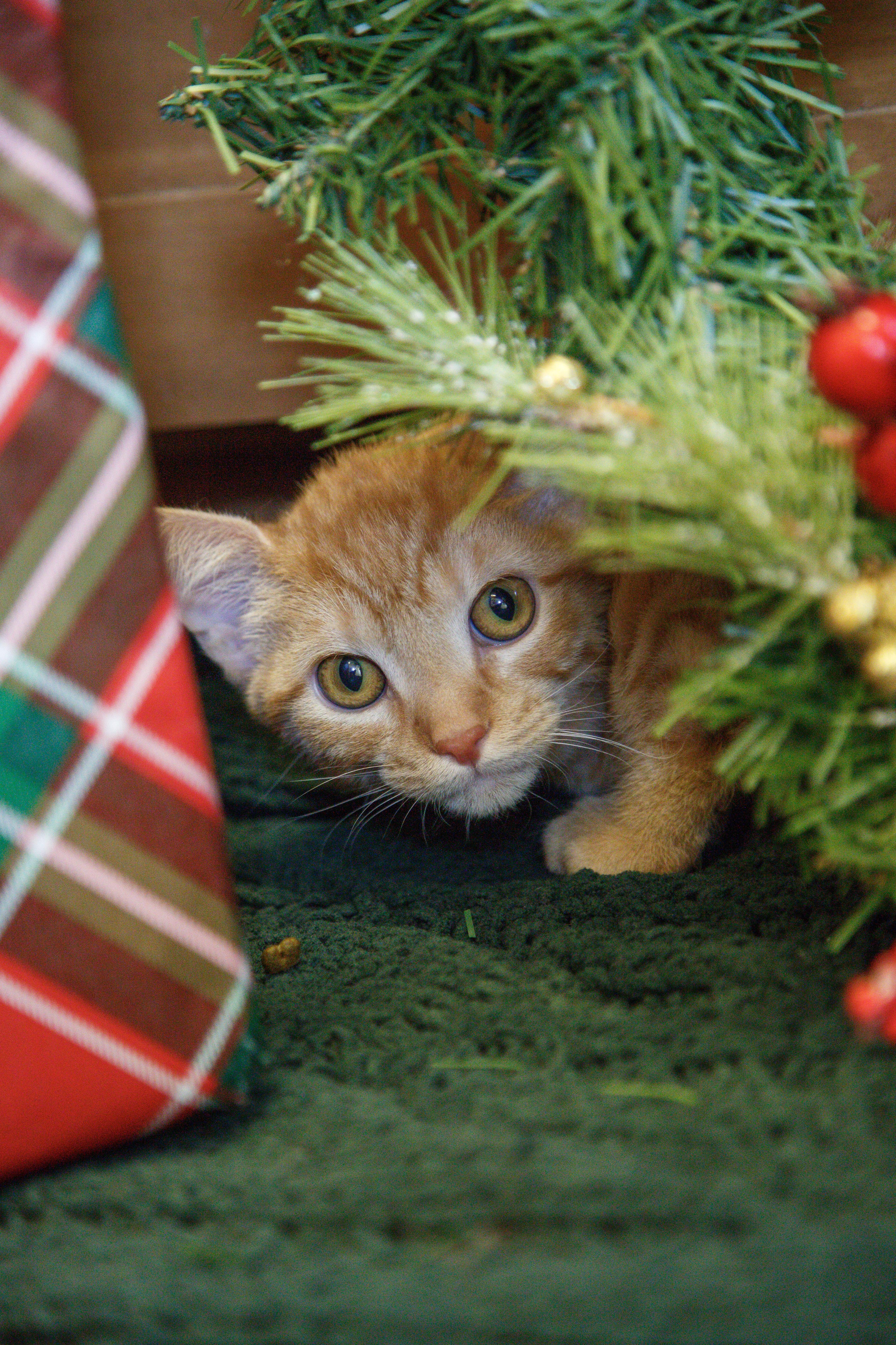 Enlarge Linus, a ADOPTABLE Domestic Short Hair in Gunnison, CO image 1/1
