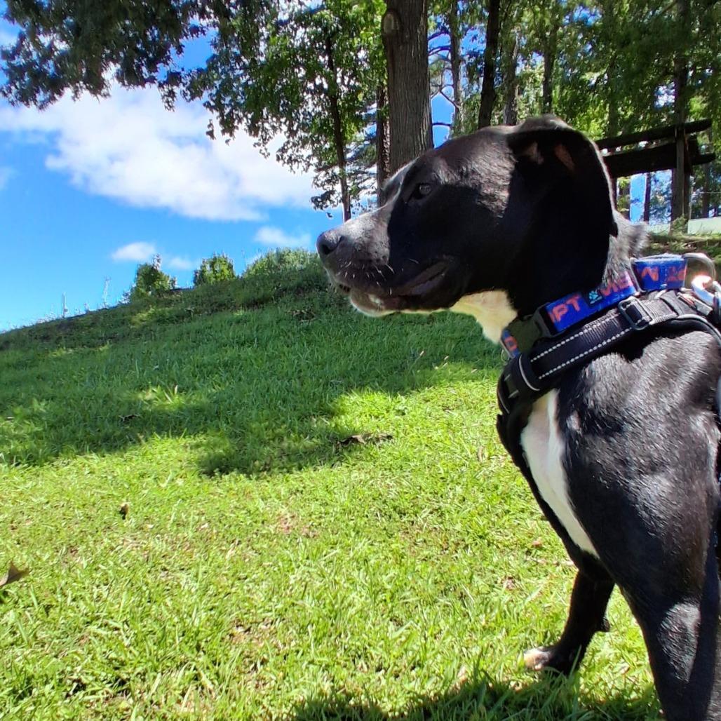 Grover, Adoptable, Adult Male Mixed Breed.