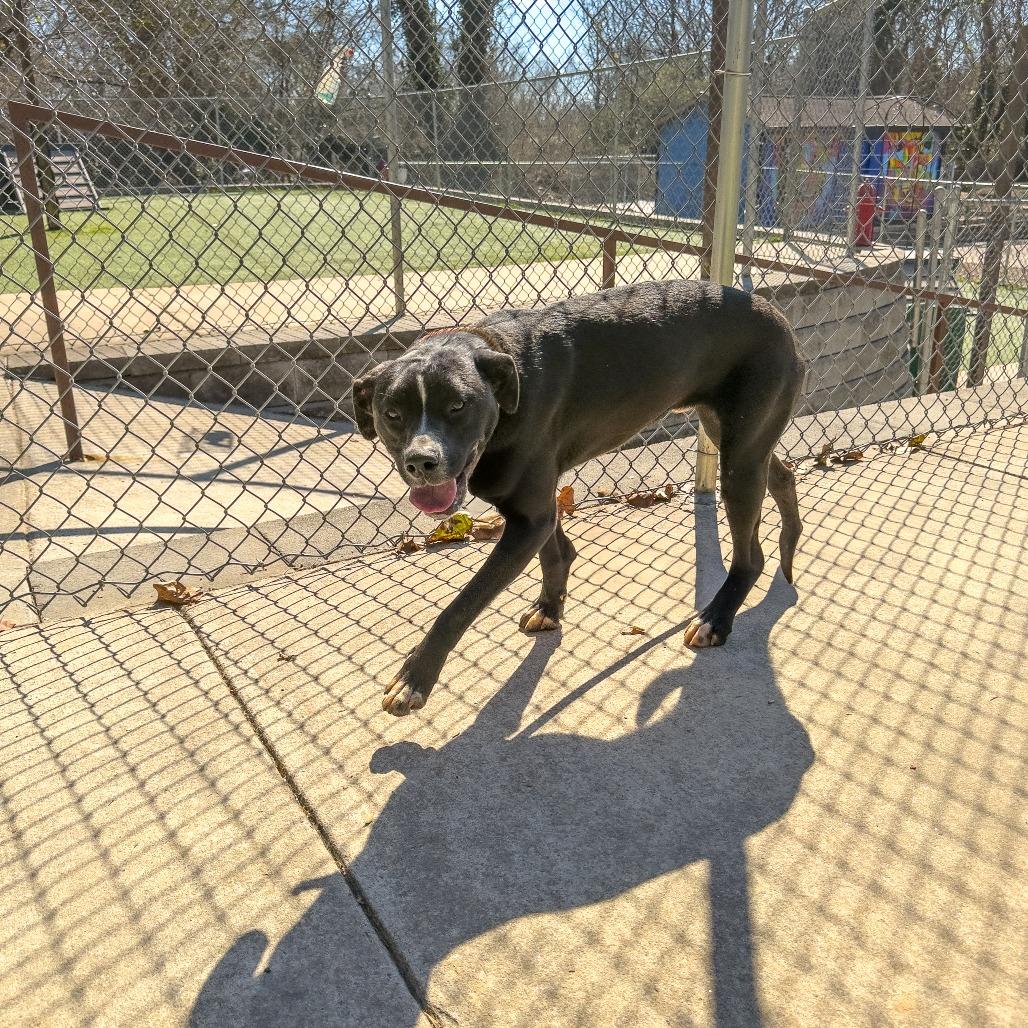 Enlarge Grover, a Adoptable Mixed Breed in Gainesville, GA image 1/5