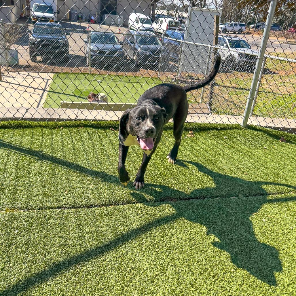 Enlarge Grover, a Adoptable Mixed Breed in Gainesville, GA image 2/5