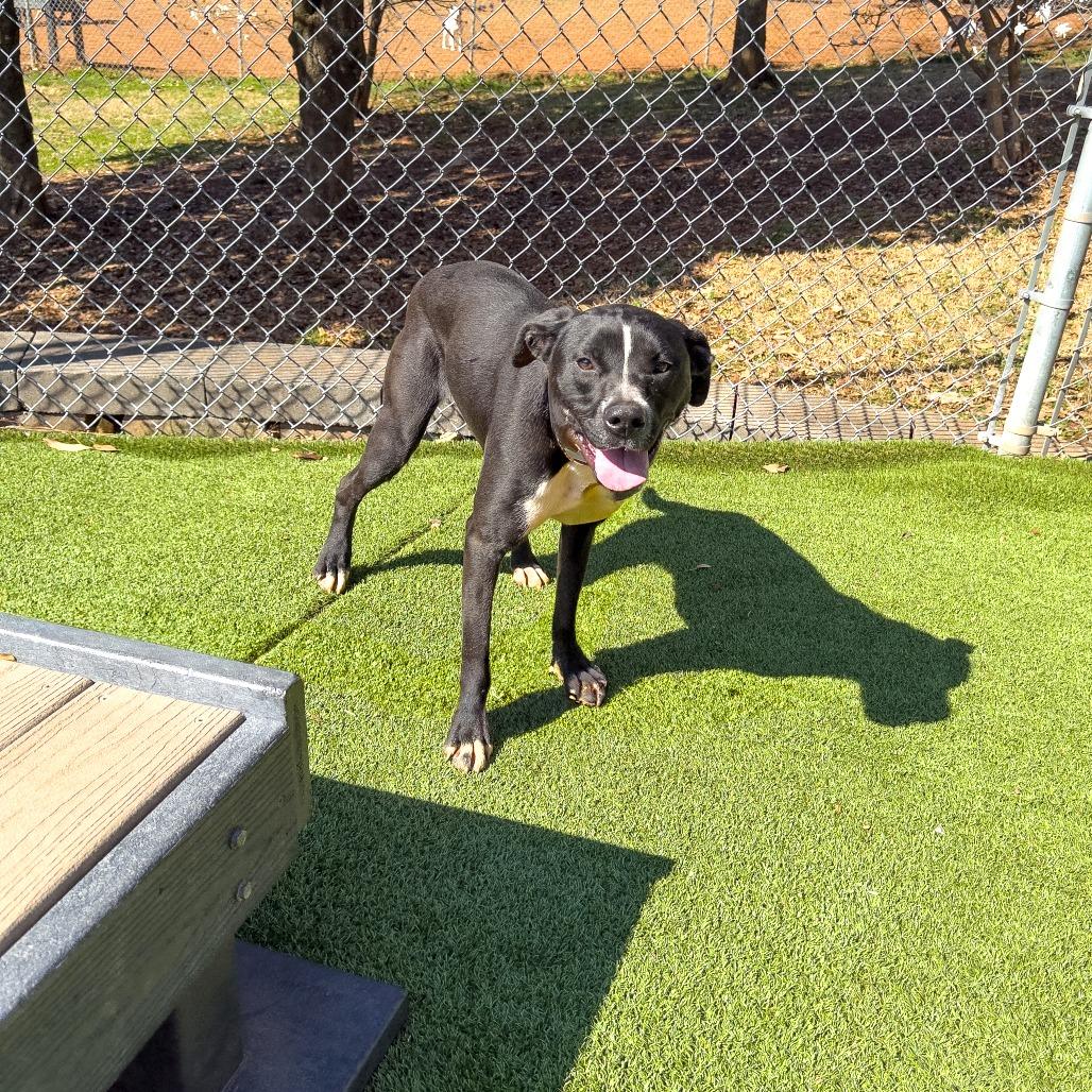 Enlarge Grover, a Adoptable Mixed Breed in Gainesville, GA image 3/5