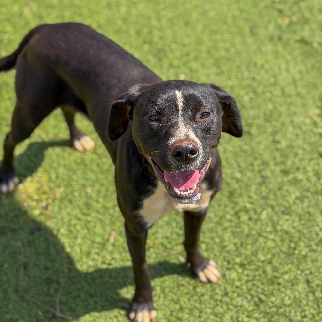 Enlarge Grover, a Adoptable Mixed Breed in Gainesville, GA image 4/5