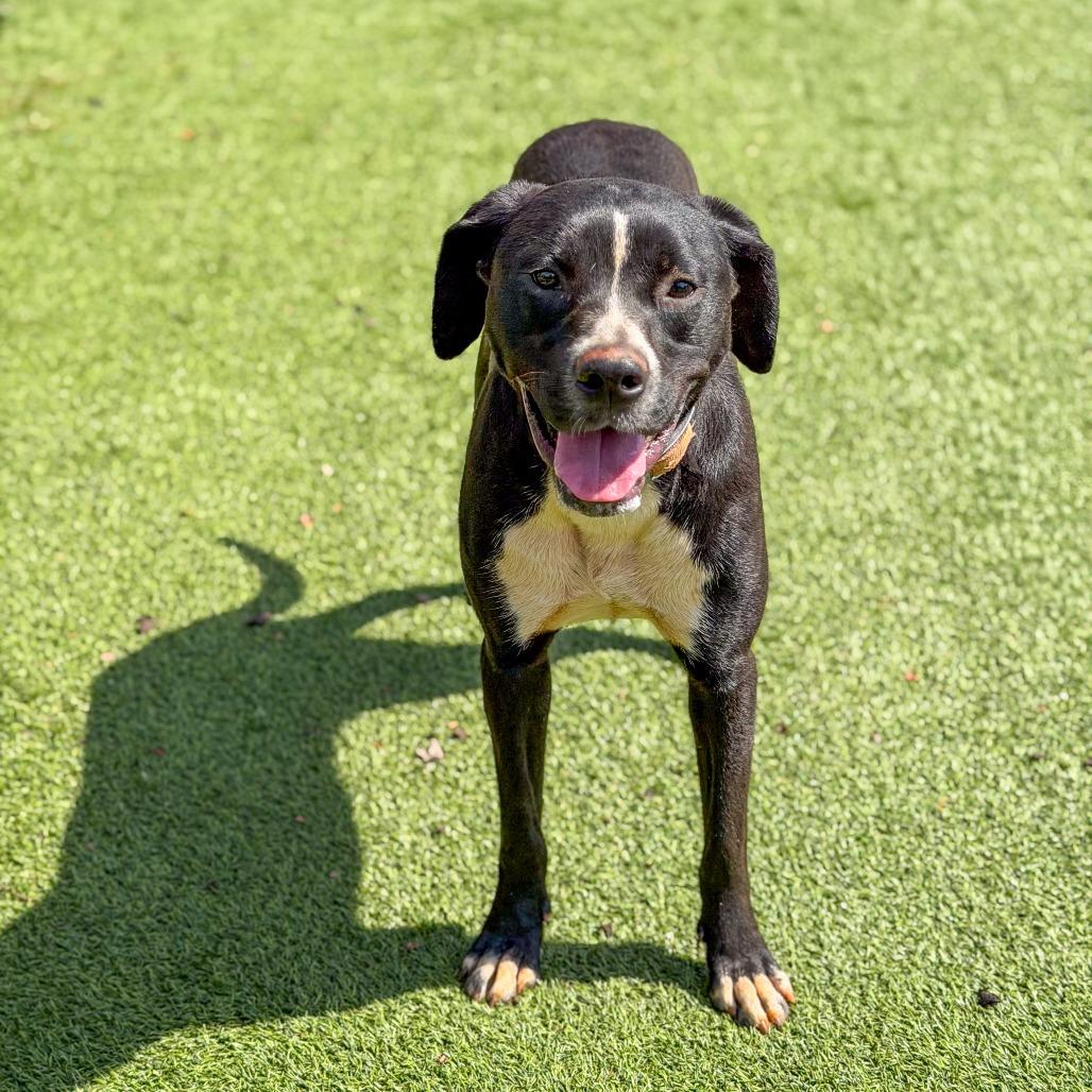 Enlarge Grover, a Adoptable Mixed Breed in Gainesville, GA image 5/5