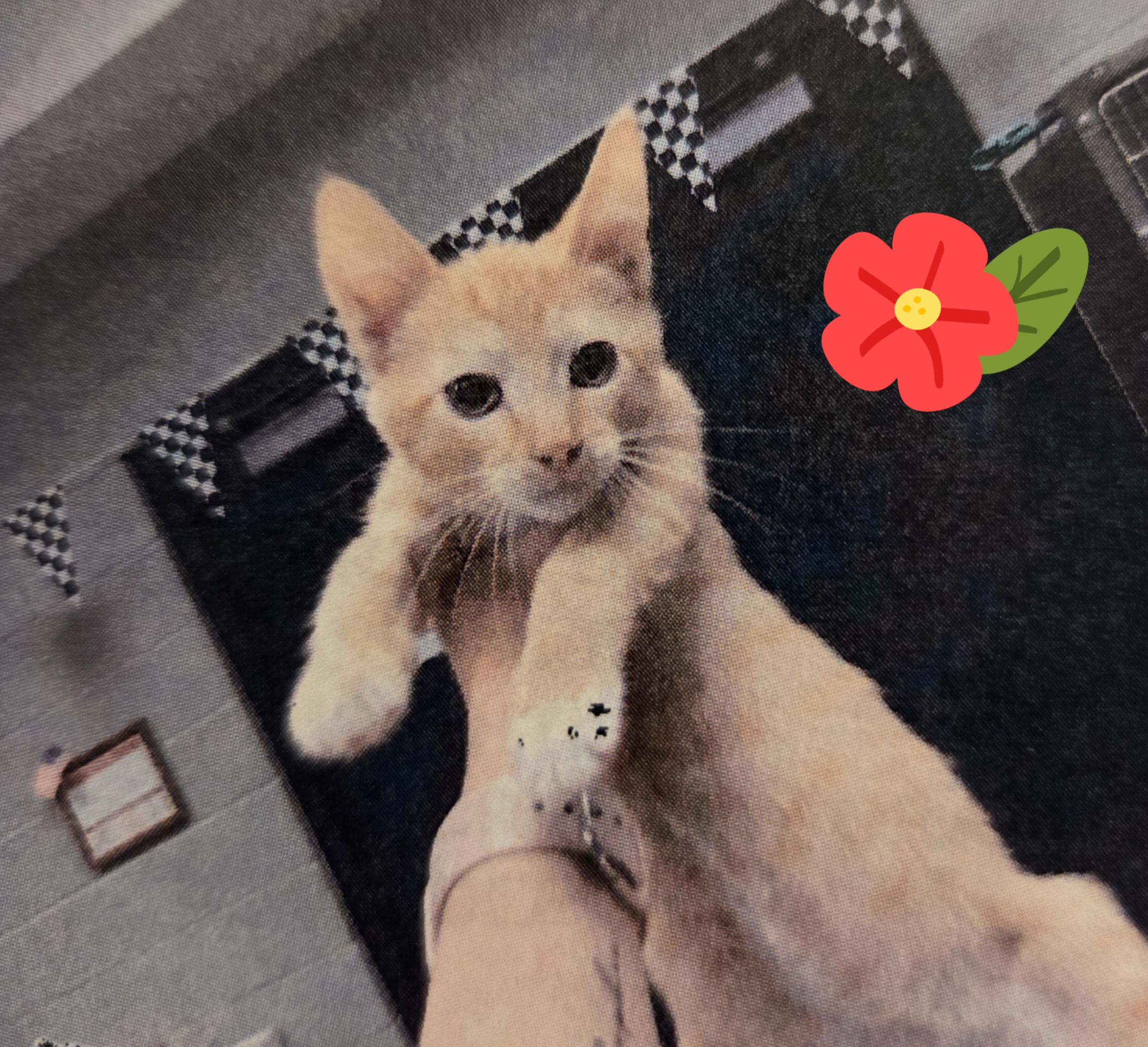 Croissant , ADOPTABLE, Kitten Male American Shorthair.