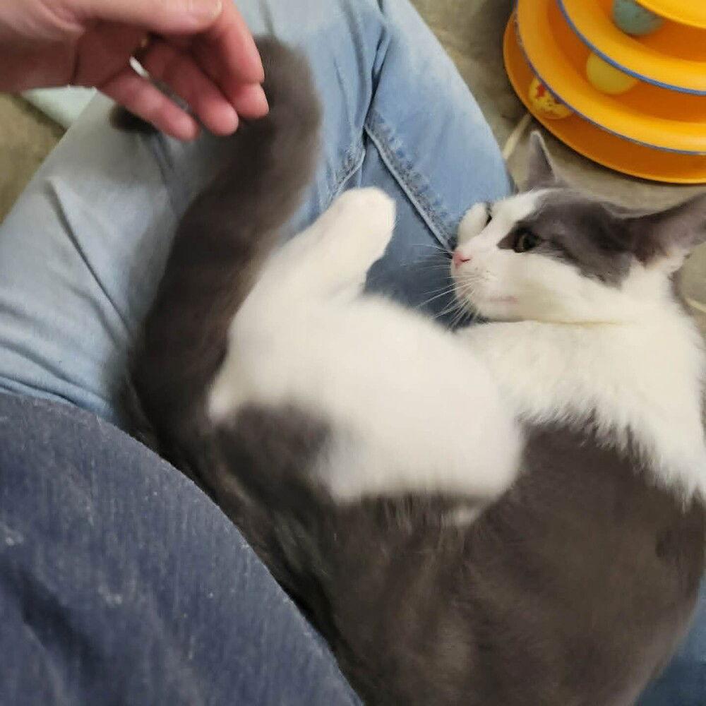 Granger, a Adoptable Domestic Short Hair in Candler, NC image 1/3