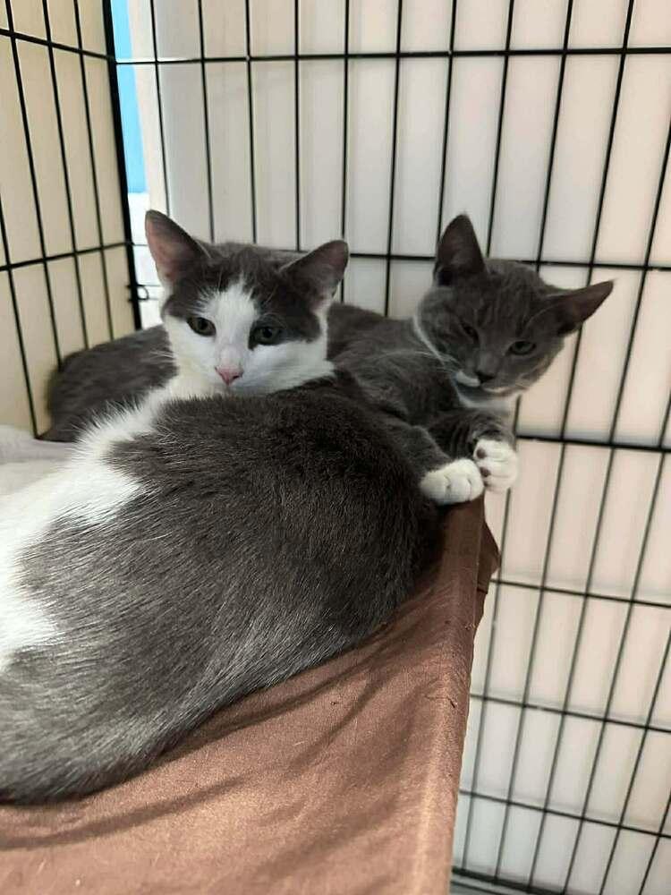 Granger, a Adoptable Domestic Short Hair in Candler, NC image 2/3