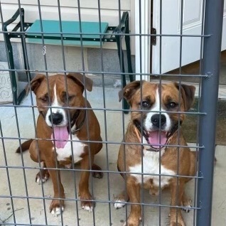 Enlarge Buster and Trigger, a Adoptable mixed breed in Lake Wylie, SC image 1/3