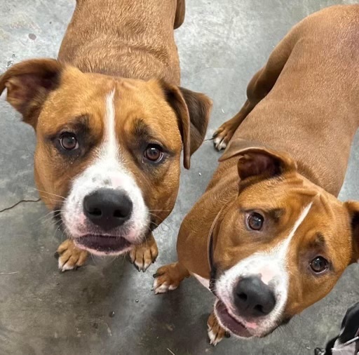 Enlarge Buster and Trigger, a Adoptable mixed breed in Lake Wylie, SC image 2/3