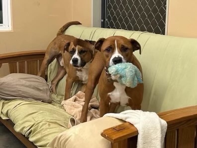 Enlarge Buster and Trigger, a Adoptable mixed breed in Lake Wylie, SC image 3/3