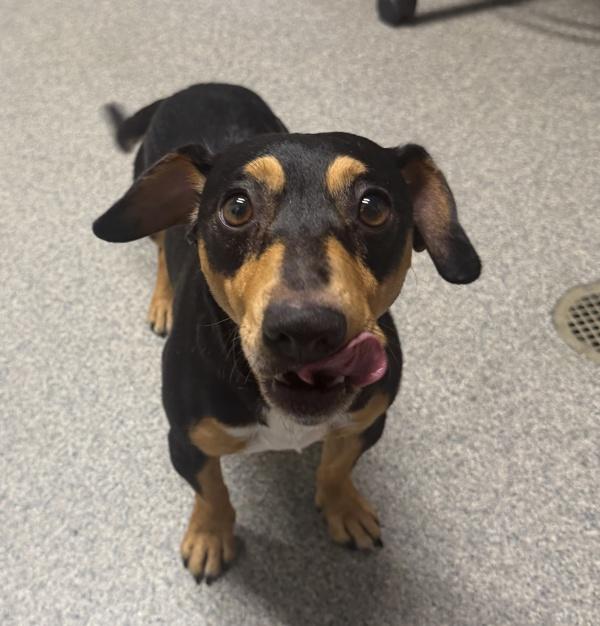 Buff Boy, Adoptable, Adult Male Dachshund.