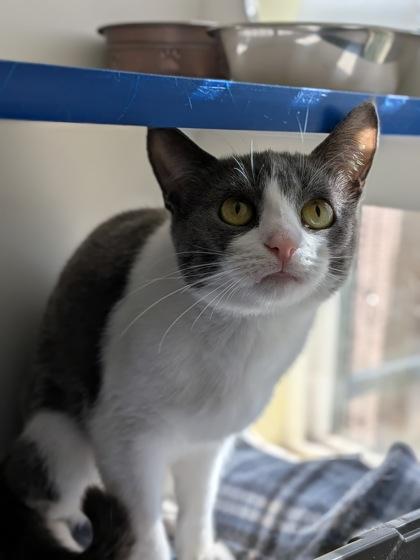 Minniehaha, Adoptable, Adult Female Domestic Short Hair & Domestic Short Hair.