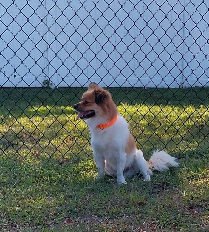 Enlarge Bagel, a ADOPTABLE Mixed Breed in Cape May Court House, NJ image 1/3