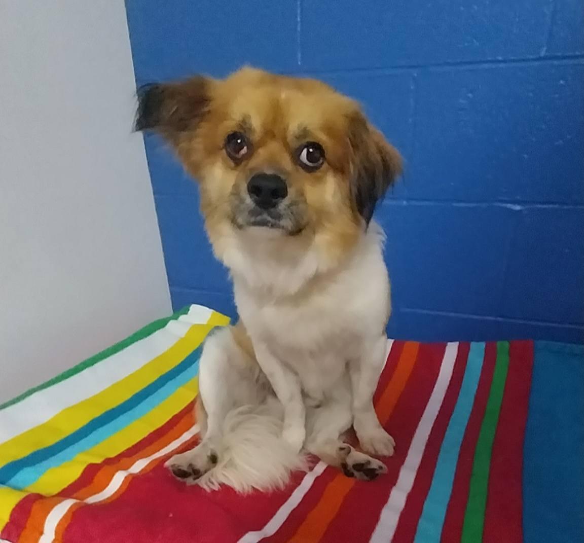 Enlarge Bagel, a ADOPTABLE Mixed Breed in Cape May Court House, NJ image 2/3