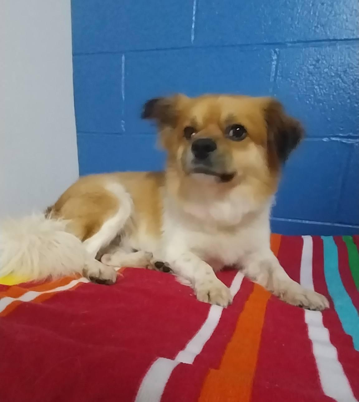 Bagel, adopted, Adult Male Mixed Breed.