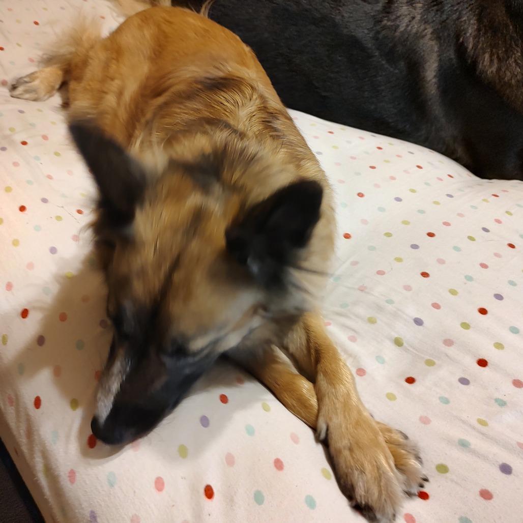 Enlarge Cookie, a Adoptable mixed breed in Rossville, GA image 1/5