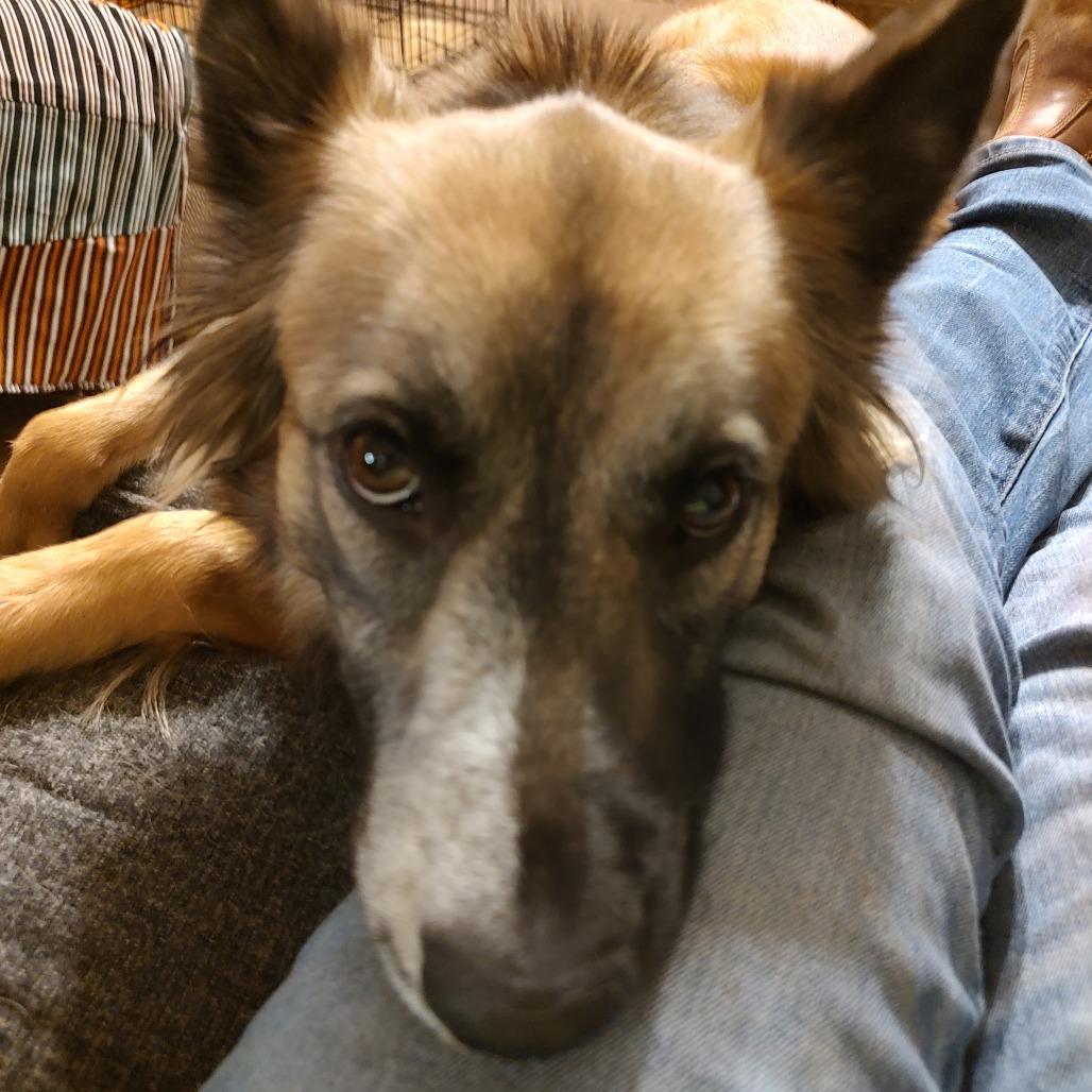 Enlarge Cookie, a Adoptable mixed breed in Rossville, GA image 2/5