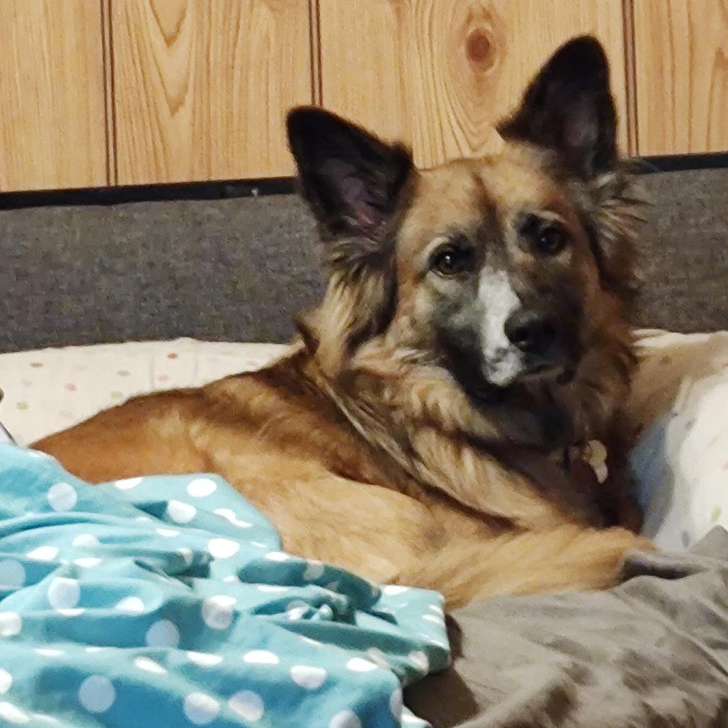 Enlarge Cookie, a Adoptable mixed breed in Rossville, GA image 3/5