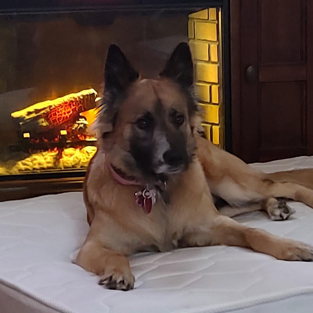 Enlarge Cookie, a Adoptable mixed breed in Rossville, GA image 4/5