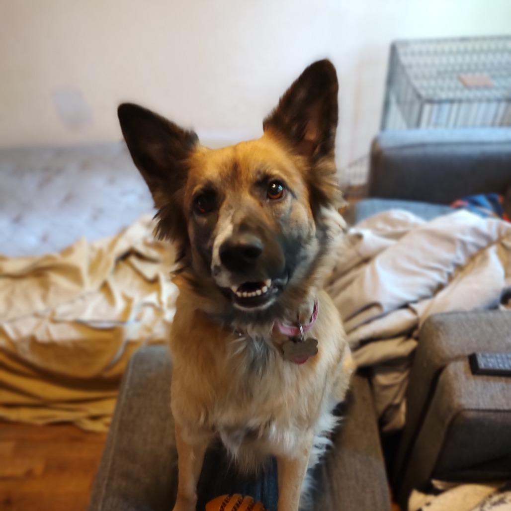 Enlarge Cookie, a Adoptable mixed breed in Rossville, GA image 5/5