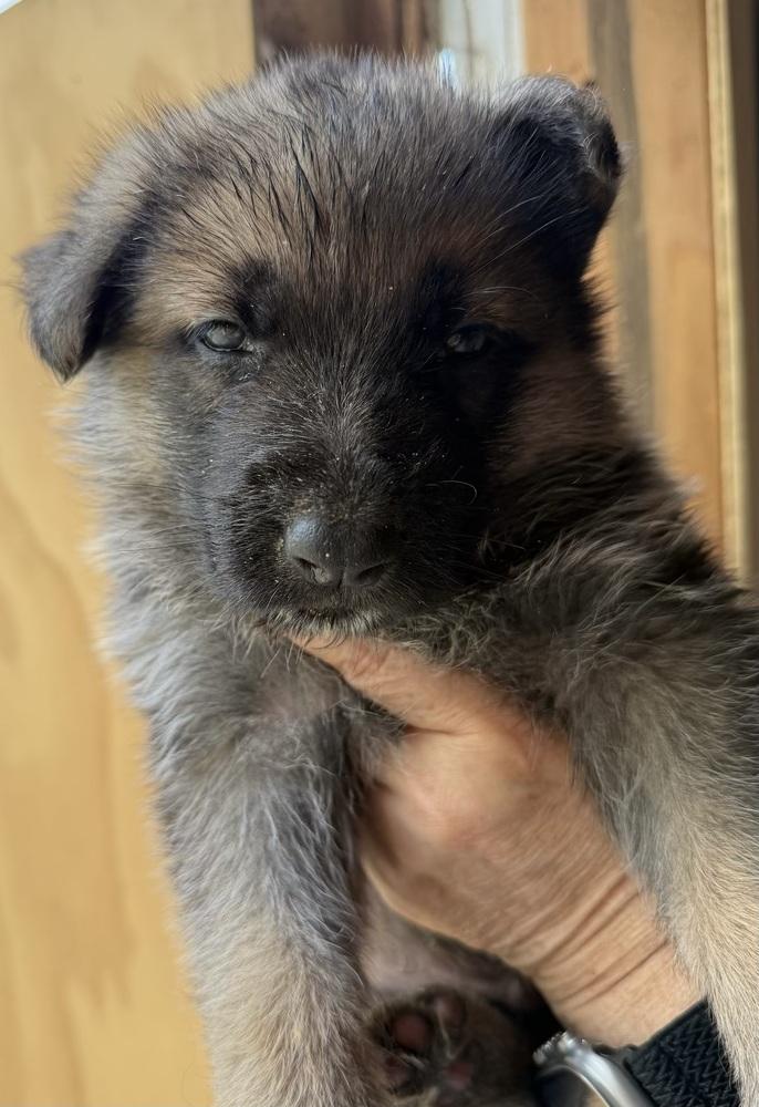 Enlarge Puppy Spud, a Adoptable German Shepherd Dog in Fulton, CA image 1/2