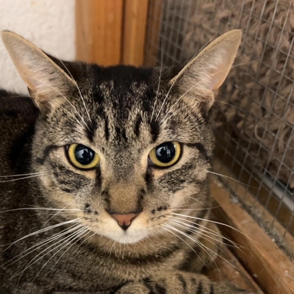 Simon, a Adoptable Domestic Short Hair in Oceanside, NY image 1/4