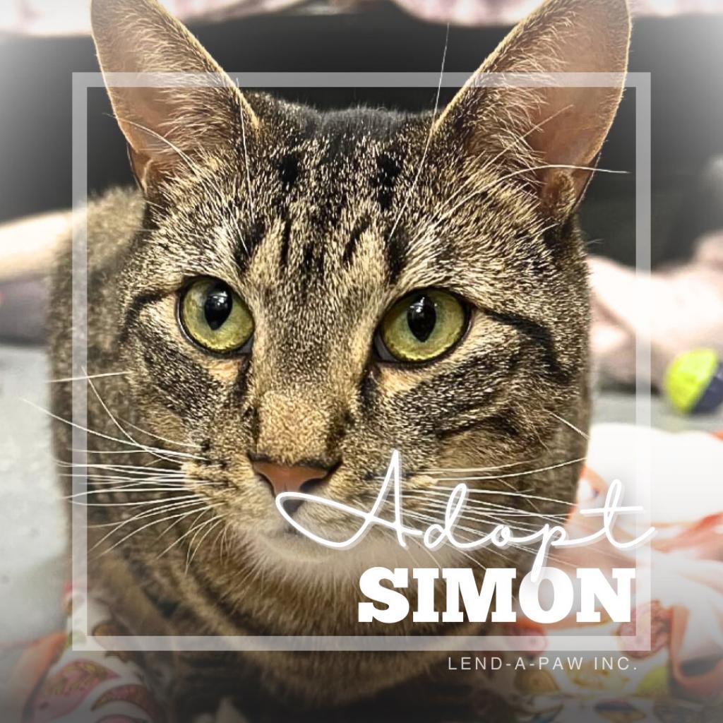 Simon, a Adoptable Domestic Short Hair in Oceanside, NY image 2/4