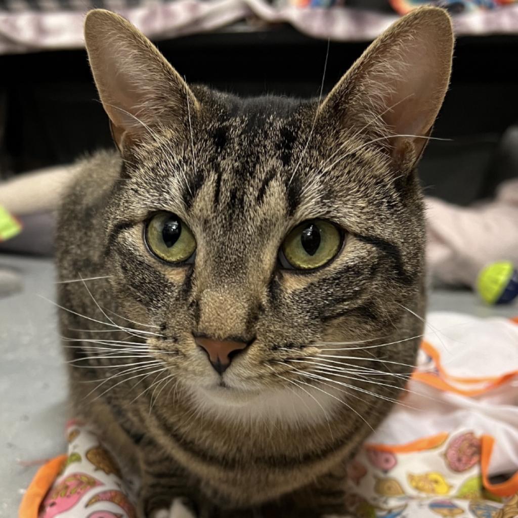 Simon, a Adoptable Domestic Short Hair in Oceanside, NY image 3/4