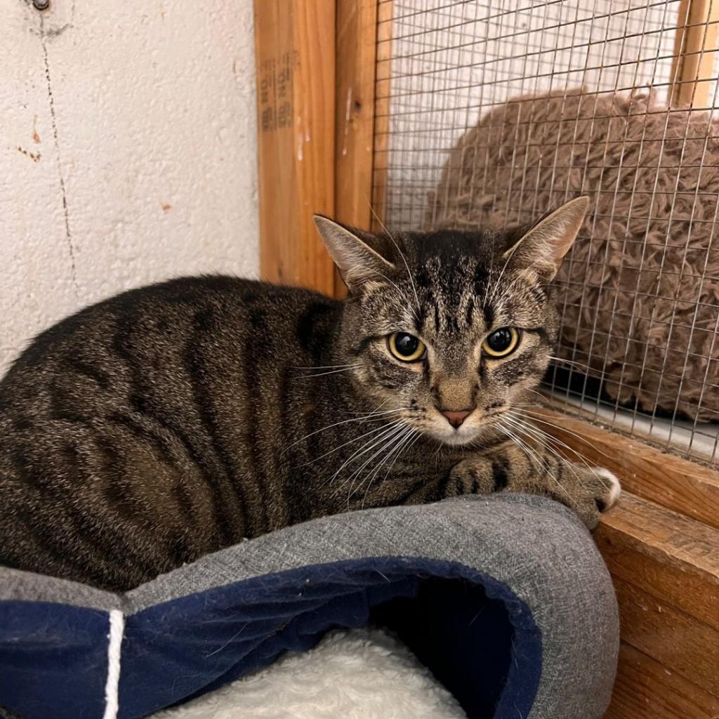 Simon, a Adoptable Domestic Short Hair in Oceanside, NY image 4/4