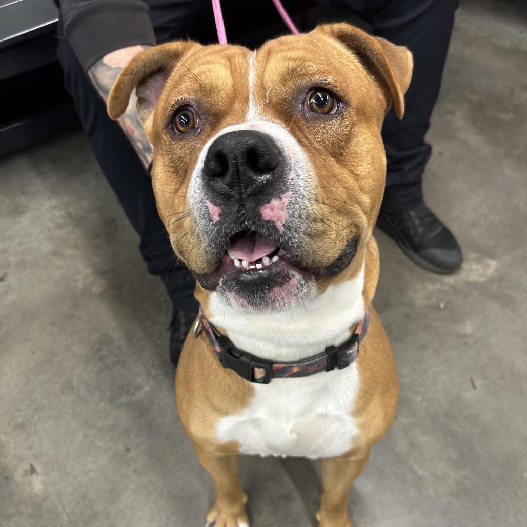 Enlarge Wells, a Adoptable mixed breed in Tampa, FL image 1/3