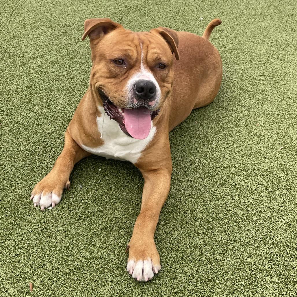 Enlarge Wells, a Adoptable mixed breed in Tampa, FL image 2/4