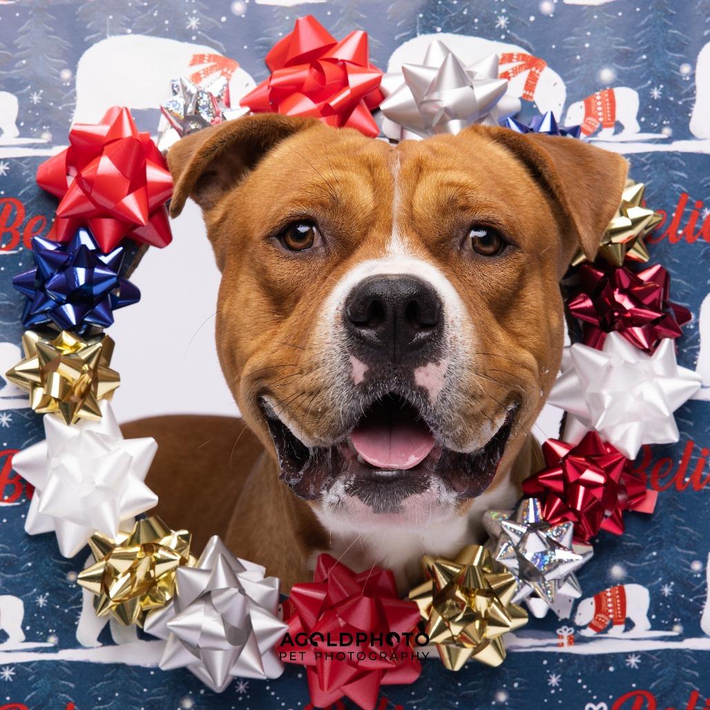 Enlarge Wells, a Adoptable mixed breed in Tampa, FL image 2/3