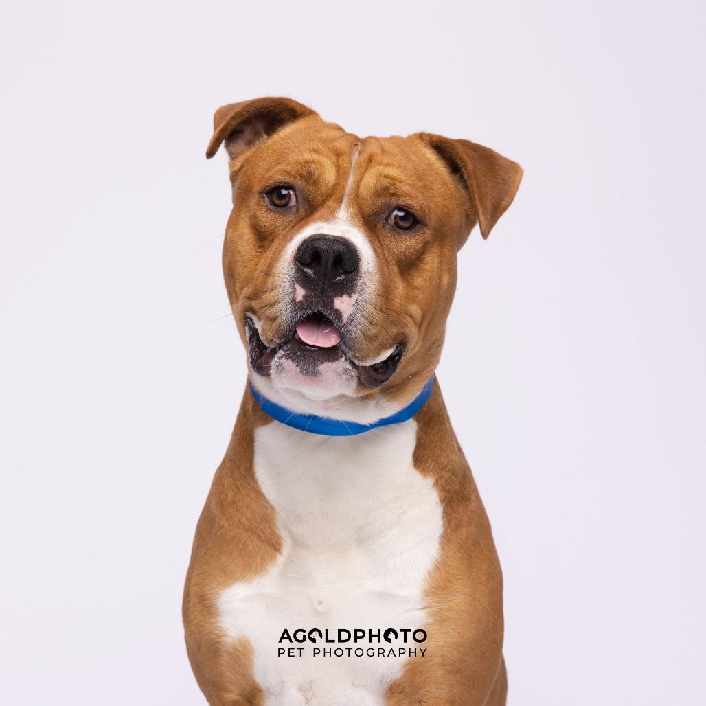 Enlarge Wells, a Adoptable mixed breed in Tampa, FL image 3/3