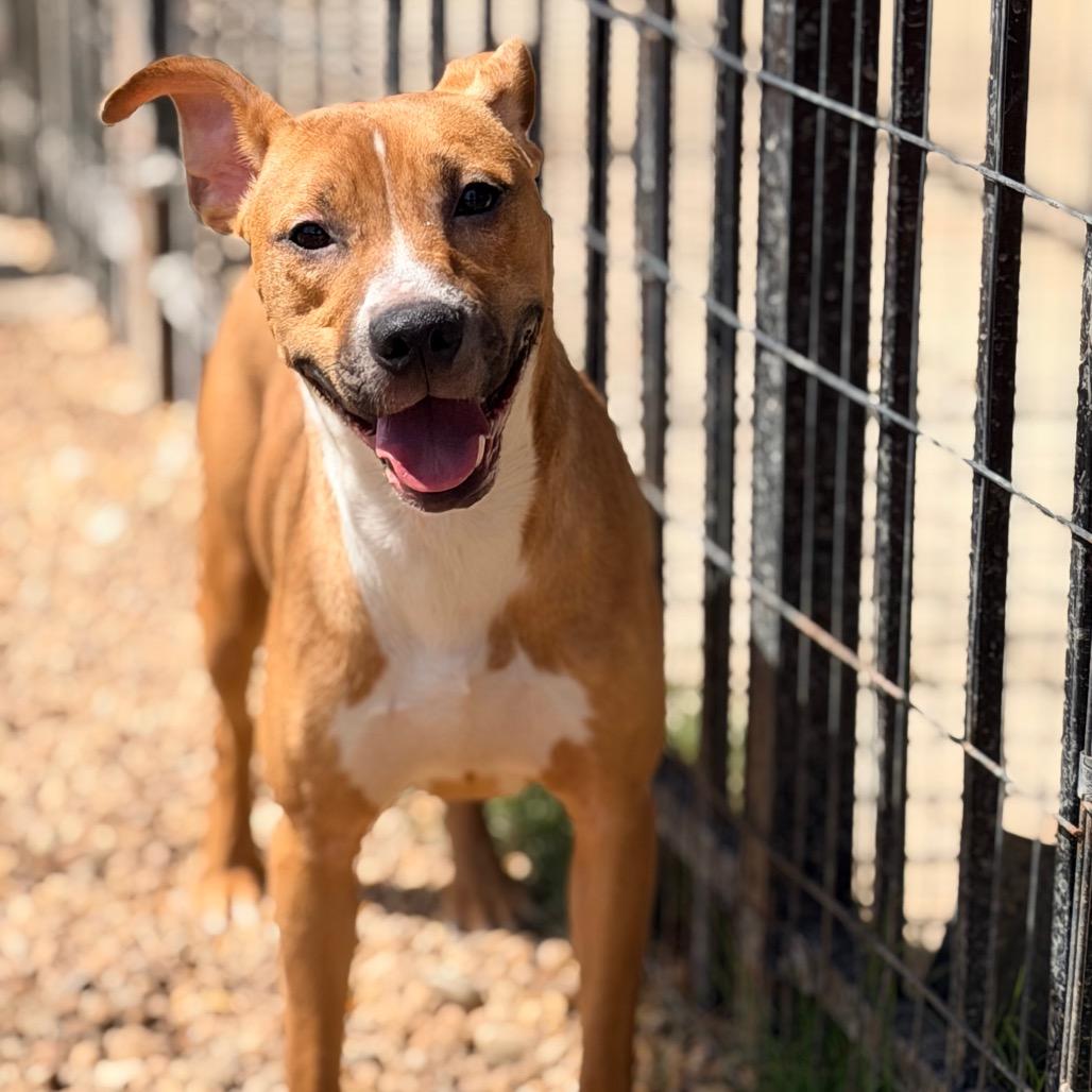 Ralph, Adoptable, Young Male Labrador Retriever & Mixed Breed.