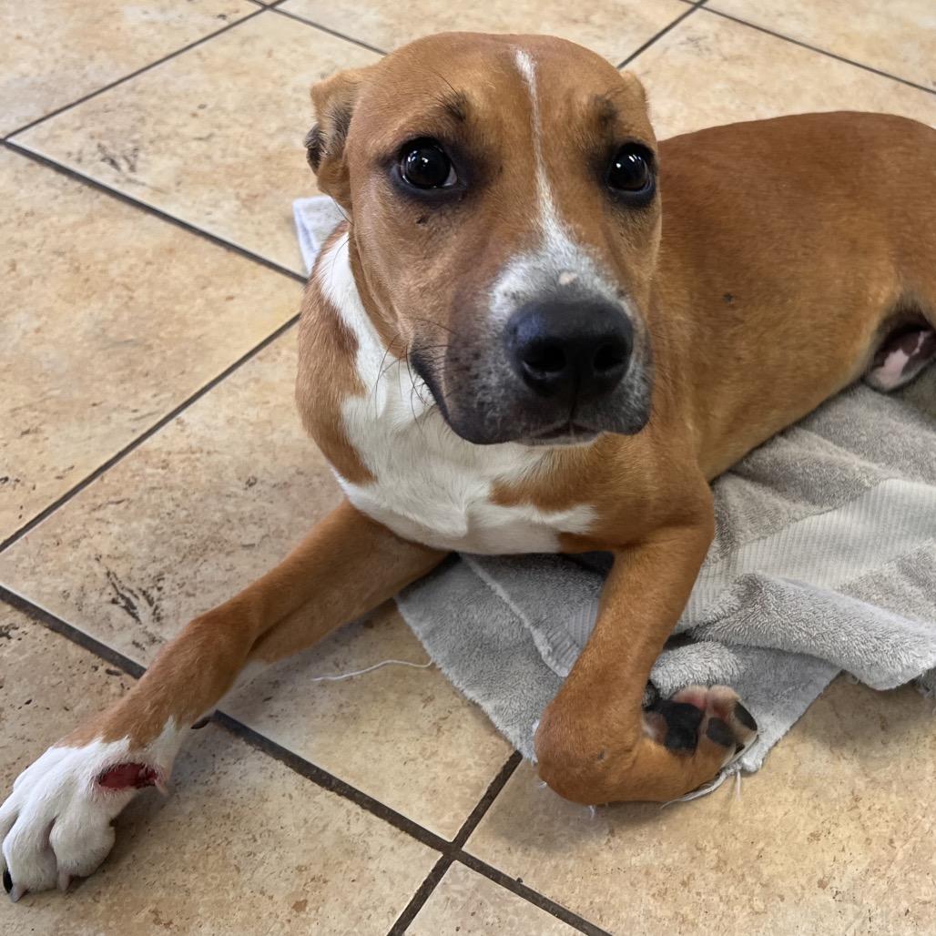 Ralph, Adoptable, Young Male Labrador Retriever & Mixed Breed.