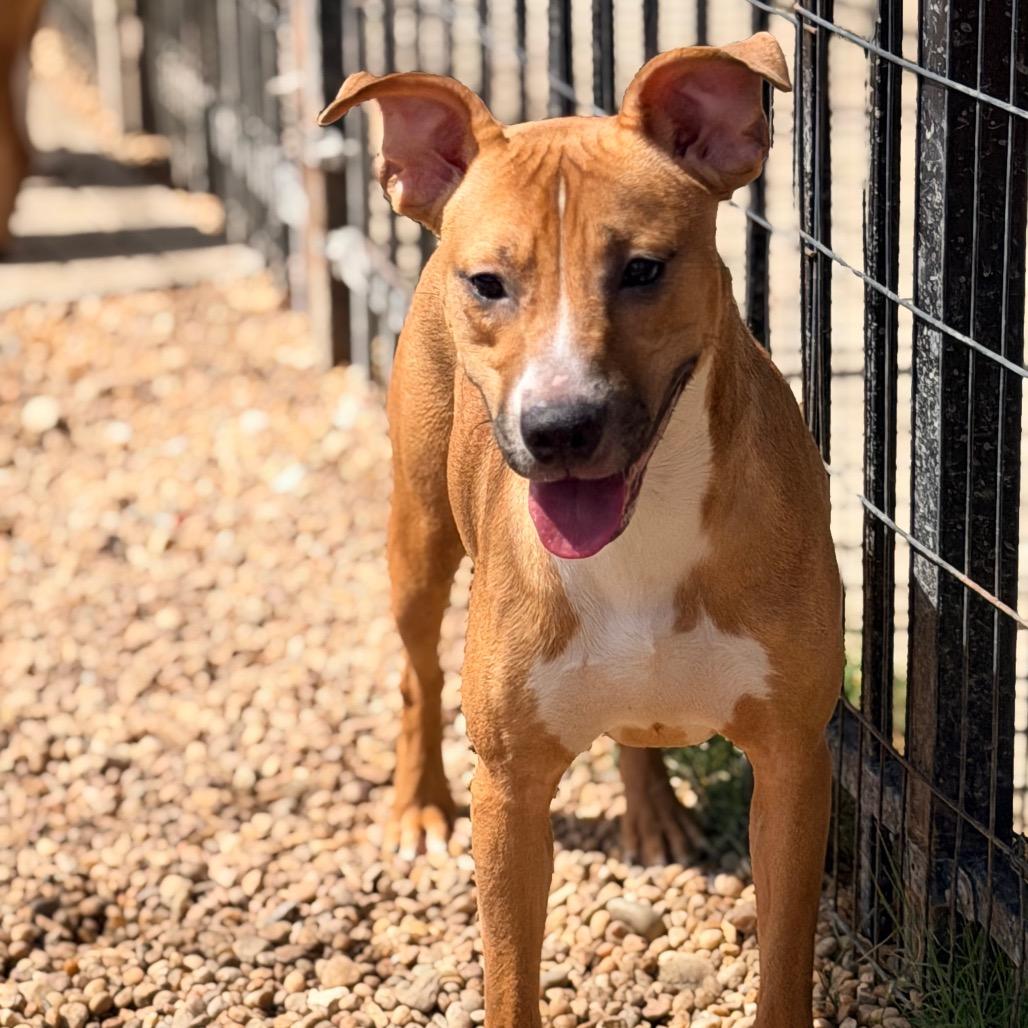 Enlarge Ralph, a Adoptable mixed breed in Columbus, GA image 4/6