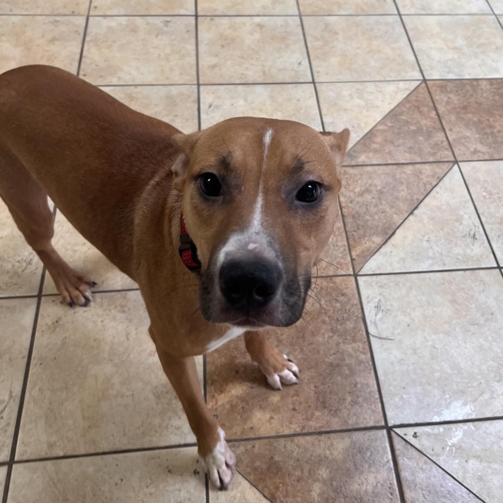 Ralph, a Adoptable mixed breed in Columbus, GA image 3/4