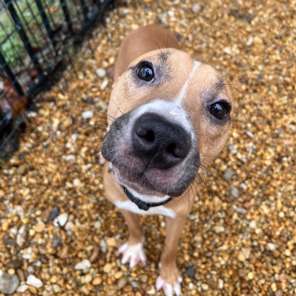 Ralph, a Adoptable mixed breed in Columbus, GA image 4/4