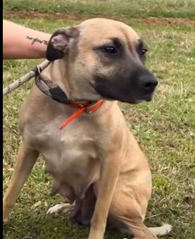 SYBLE - Needs a foster or foster to adopt, a ADOPTABLE mixed breed in Largo, FL image 3/6