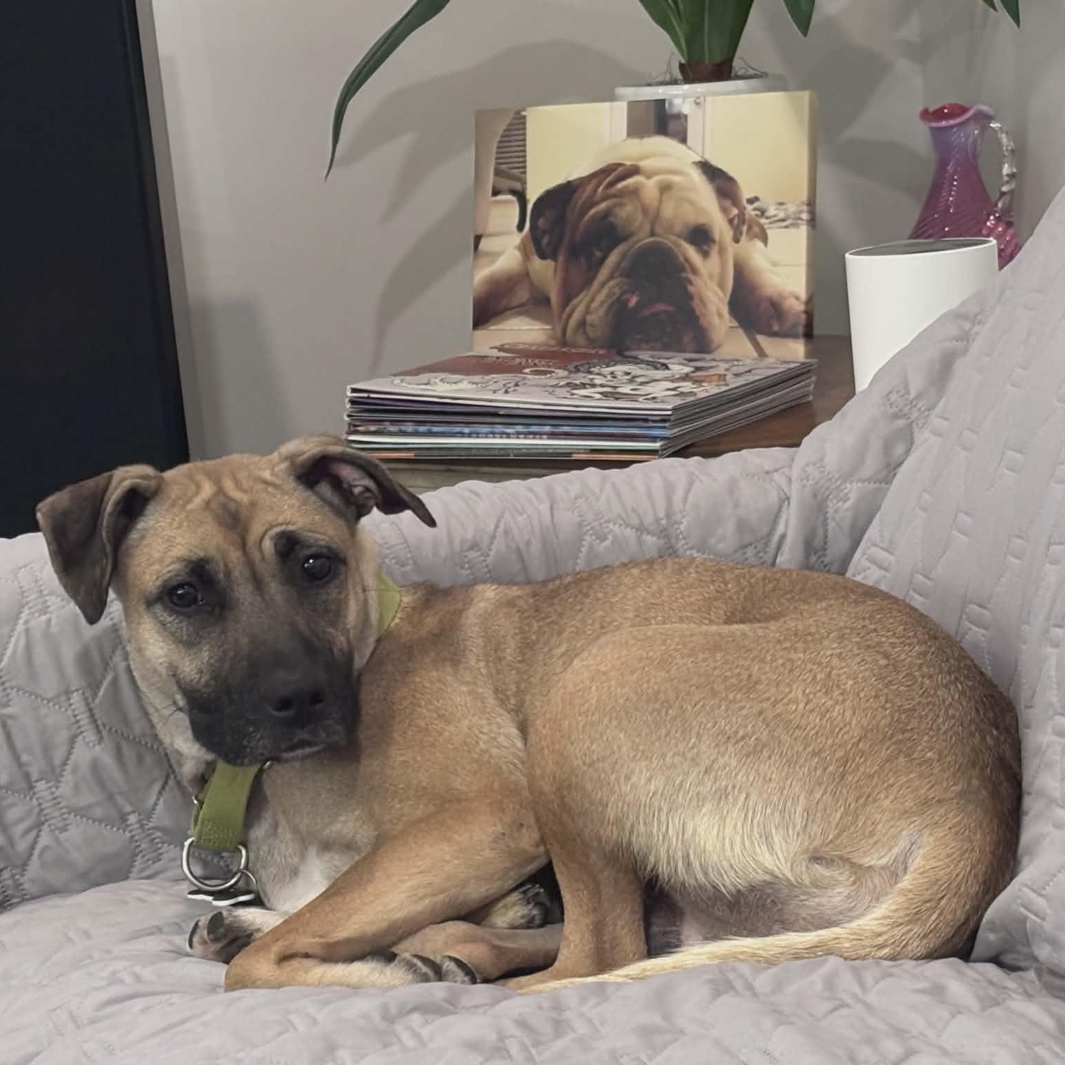 SYBLE - Needs a foster or foster to adopt, ADOPTABLE, Young Female Black Mouth Cur.