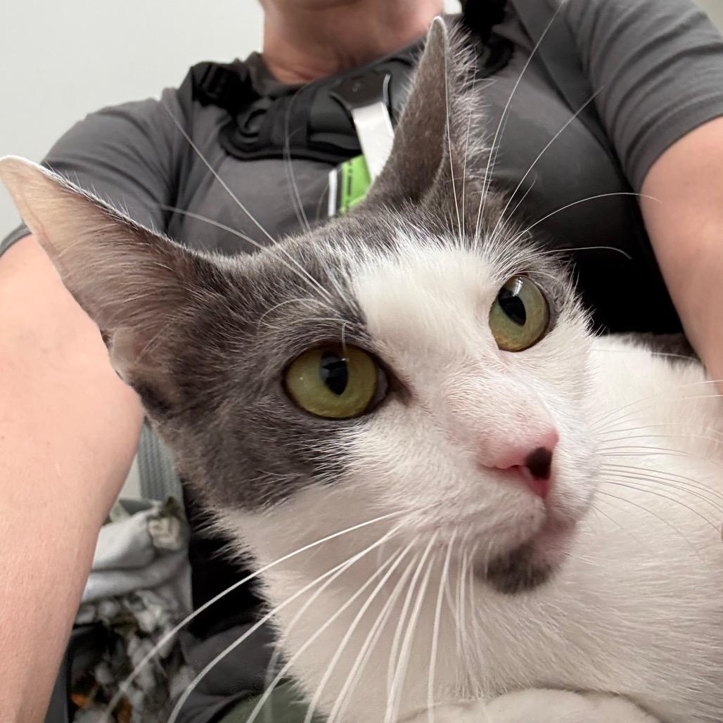 Bunny, Adoptable, Young Female Domestic Short Hair.