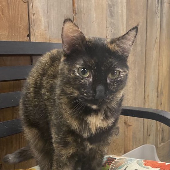 Davina, Adoptable, Adult Female Tortoiseshell & Domestic Short Hair.