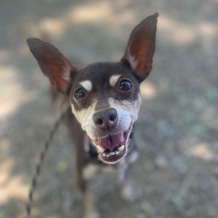 Louise, a Adoptable Chihuahua in Washoe Valley, NV image 1/2