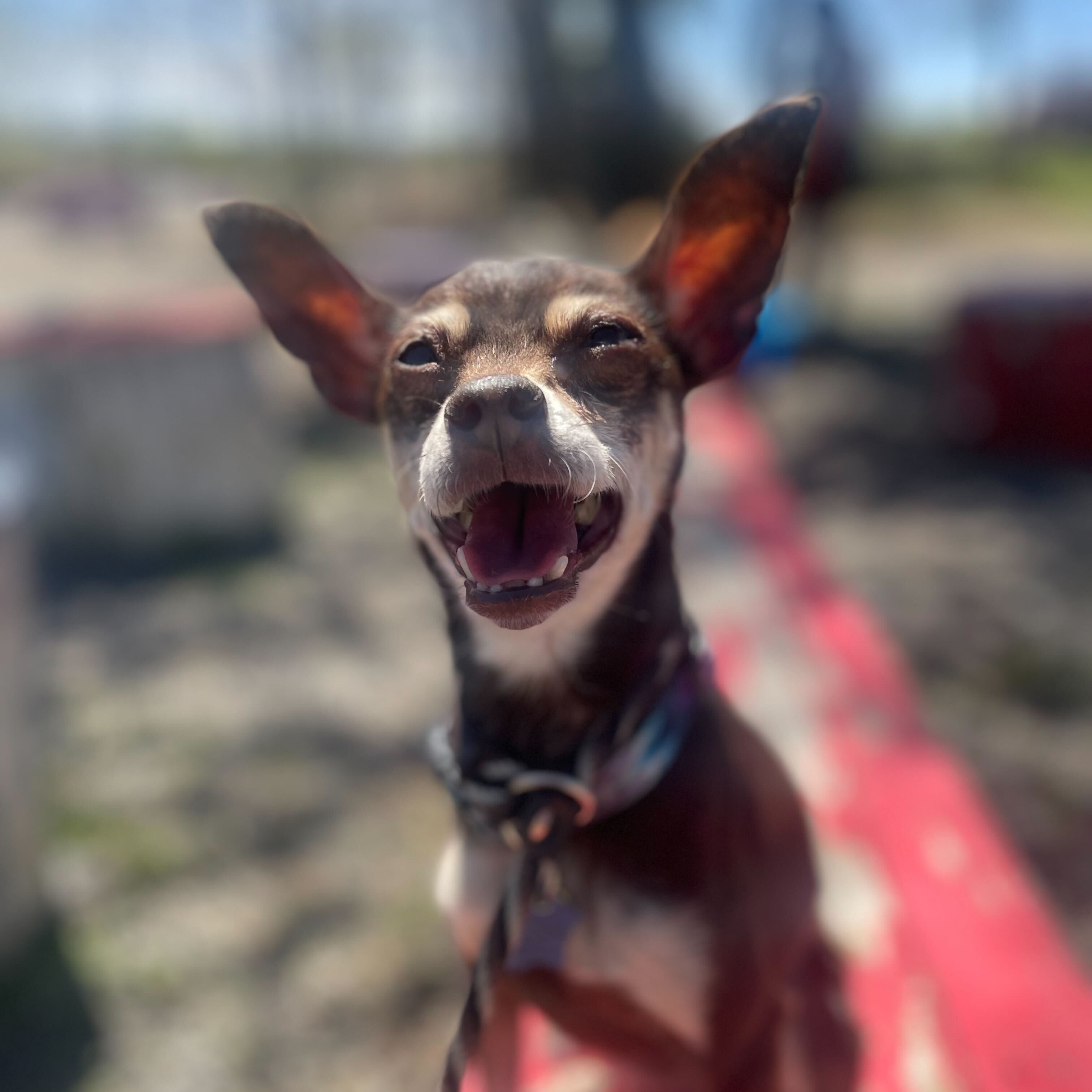 Louise — thumbnail 2