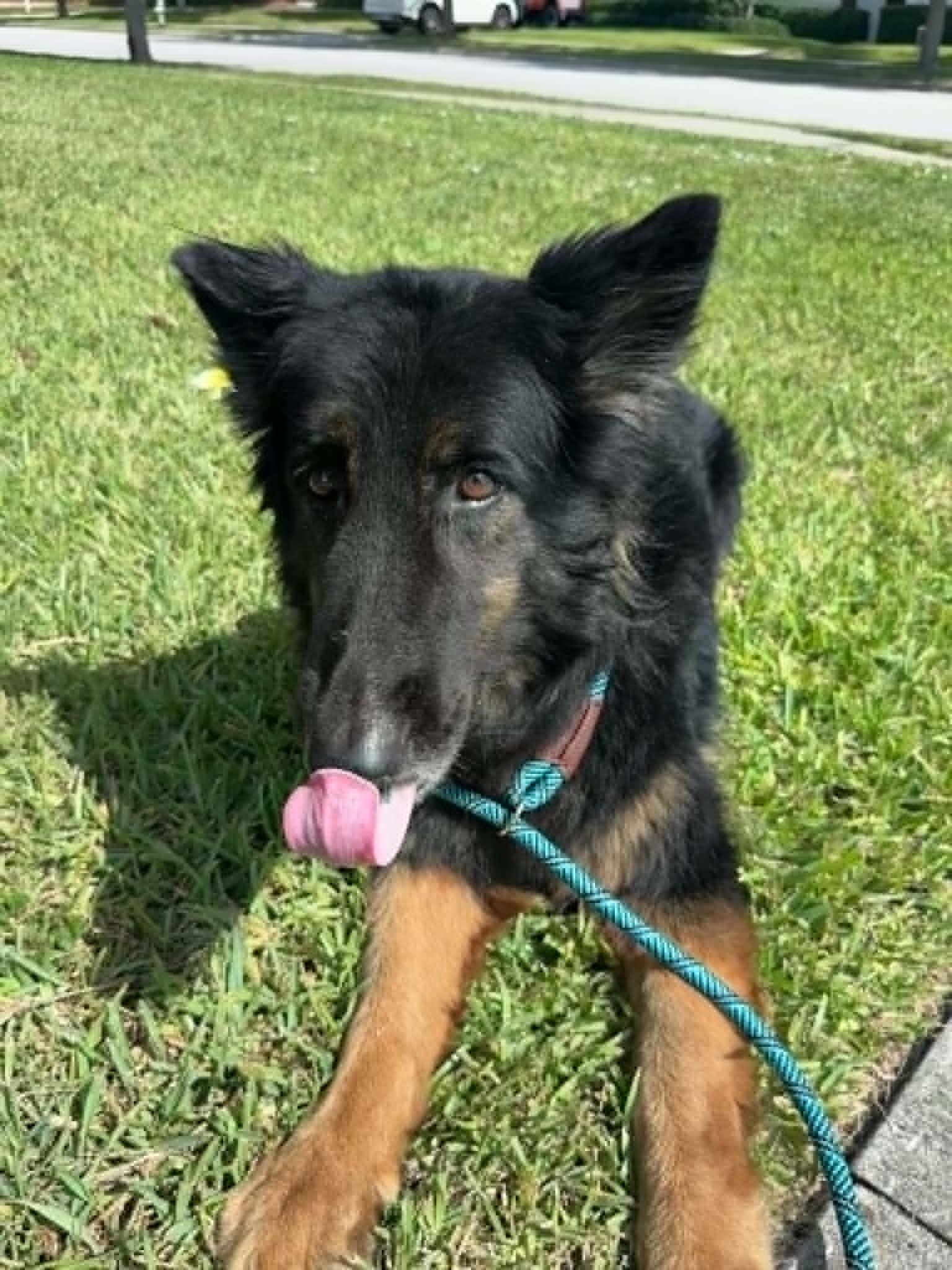 Ivy 3160, a Adoptable German Shepherd Dog in Pompano Beach, FL image 1/3