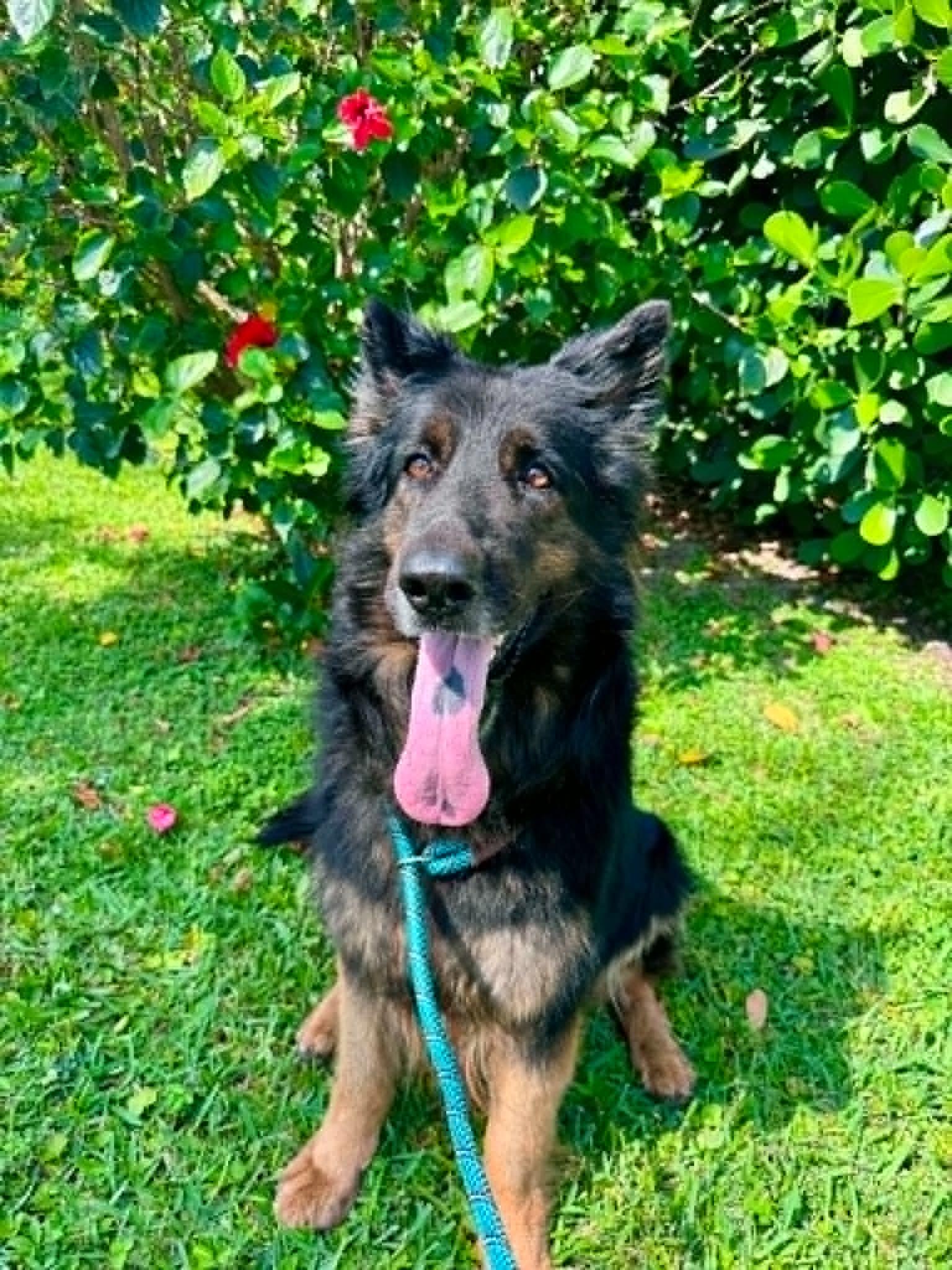 Ivy 3160, a Adoptable German Shepherd Dog in Pompano Beach, FL image 2/3