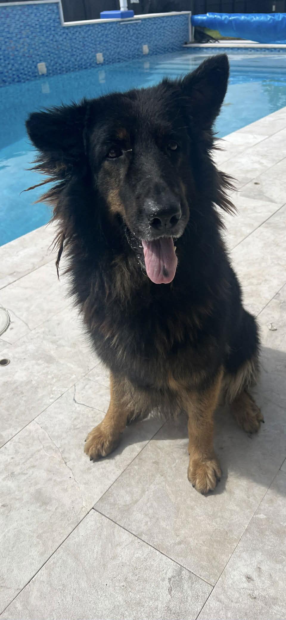 Enlarge Ivy 3160, a Adoptable German Shepherd Dog in Pompano Beach, FL image 1/3