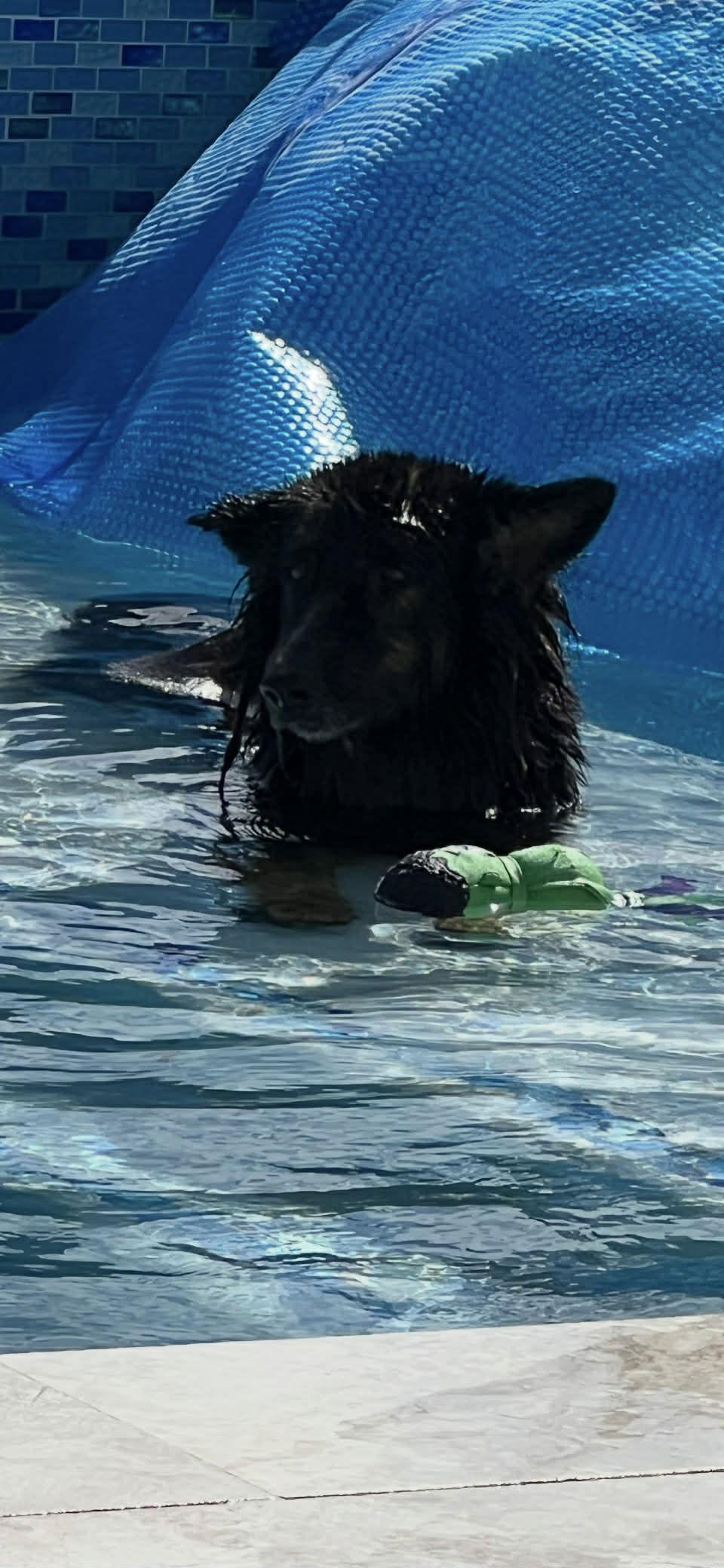 Enlarge Ivy 3160, a Adoptable German Shepherd Dog in Pompano Beach, FL image 2/3